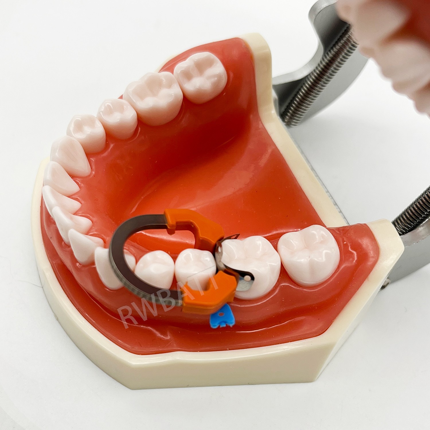 Dental Matrix Bands Ring Sectional Matrice Clamp Fit Garrison Palodent V3 System