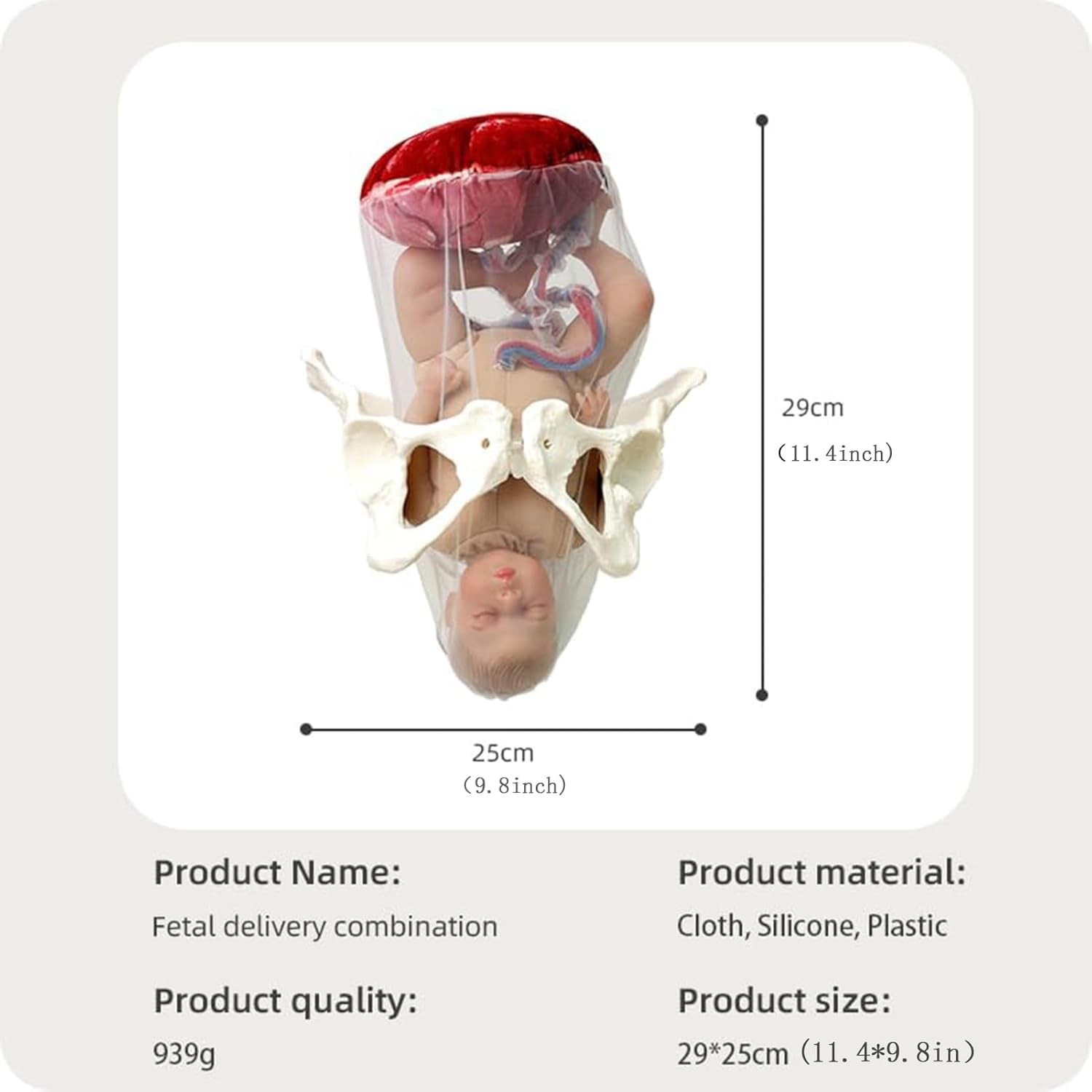 Female Childbirth Model Midwifery Training Pelvis Baby Birth Simulation Teaching