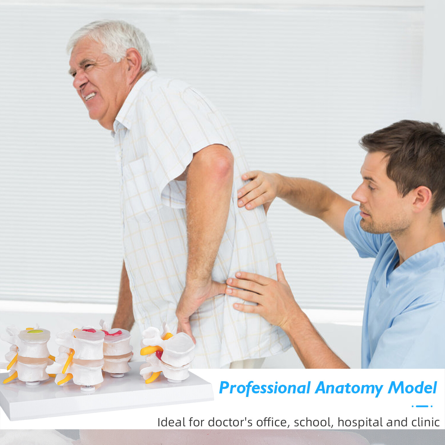 Pathological Human Lumbar Spine Anatomy Model 4-Stage Medical Science Teaching