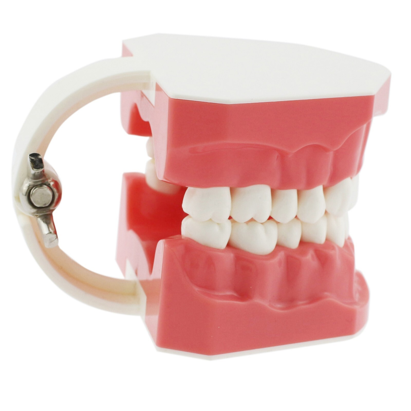 US Dental Typodont Orthodontic Teeth Model with Brackets For Brushing Practice