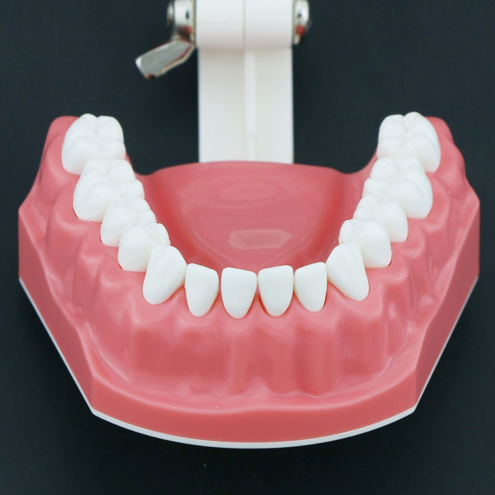 US Dental Typodont Orthodontic Teeth Model with Brackets For Brushing Practice