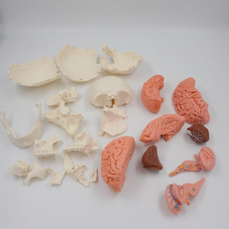 1:1 Medical Science Didactic 22 Parts Adult Humans Skull Model+8 Part Soft Brain