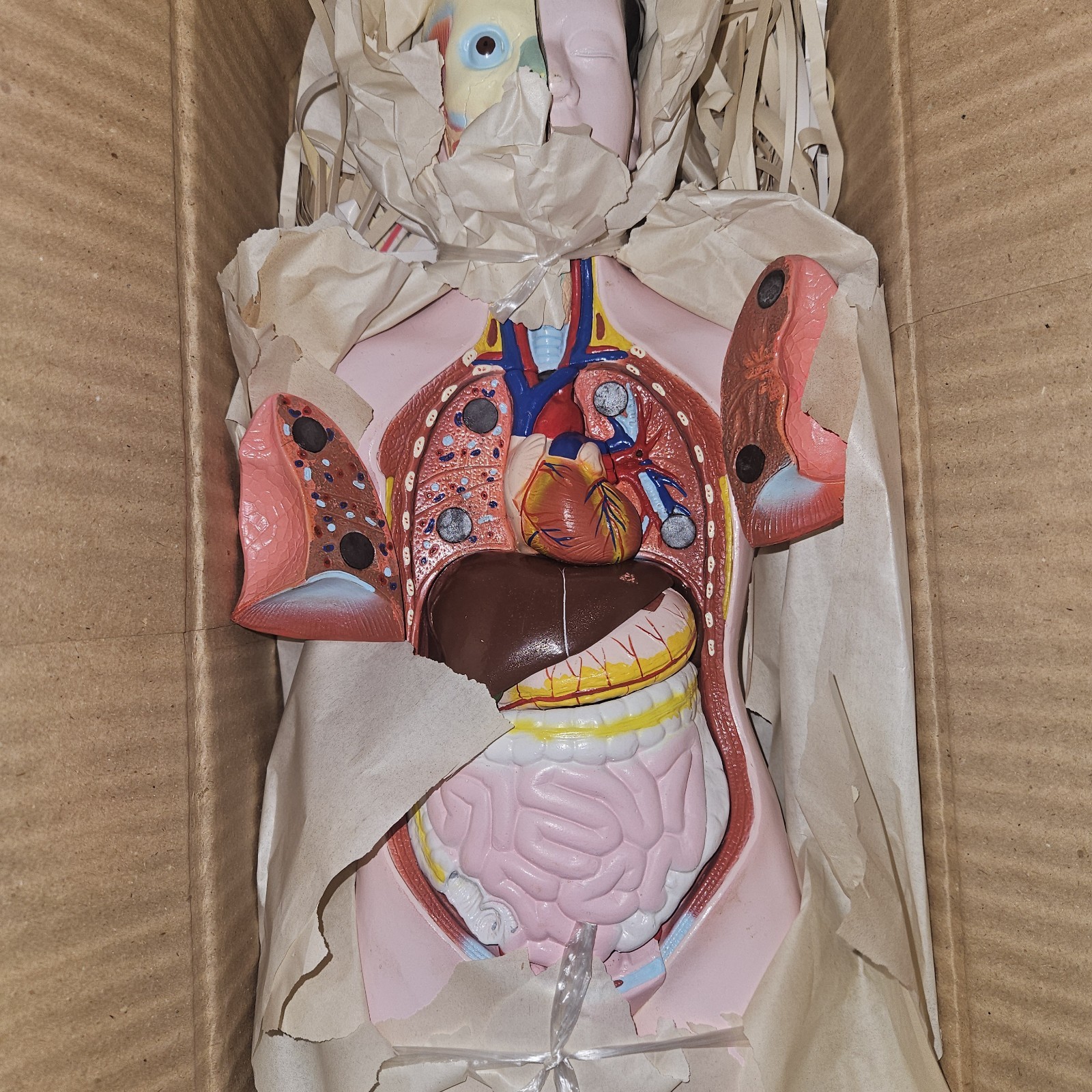 3-D Human MALE Anatomical Model Latge 42cm Doctor’s Office Teaching Anatomy Doll