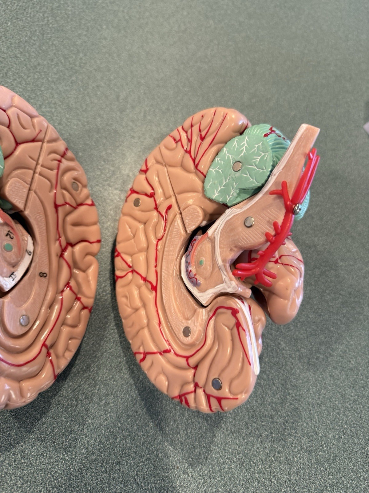 Human Brain Model Anatomical Anatomy Medical Teaching Education Study Science