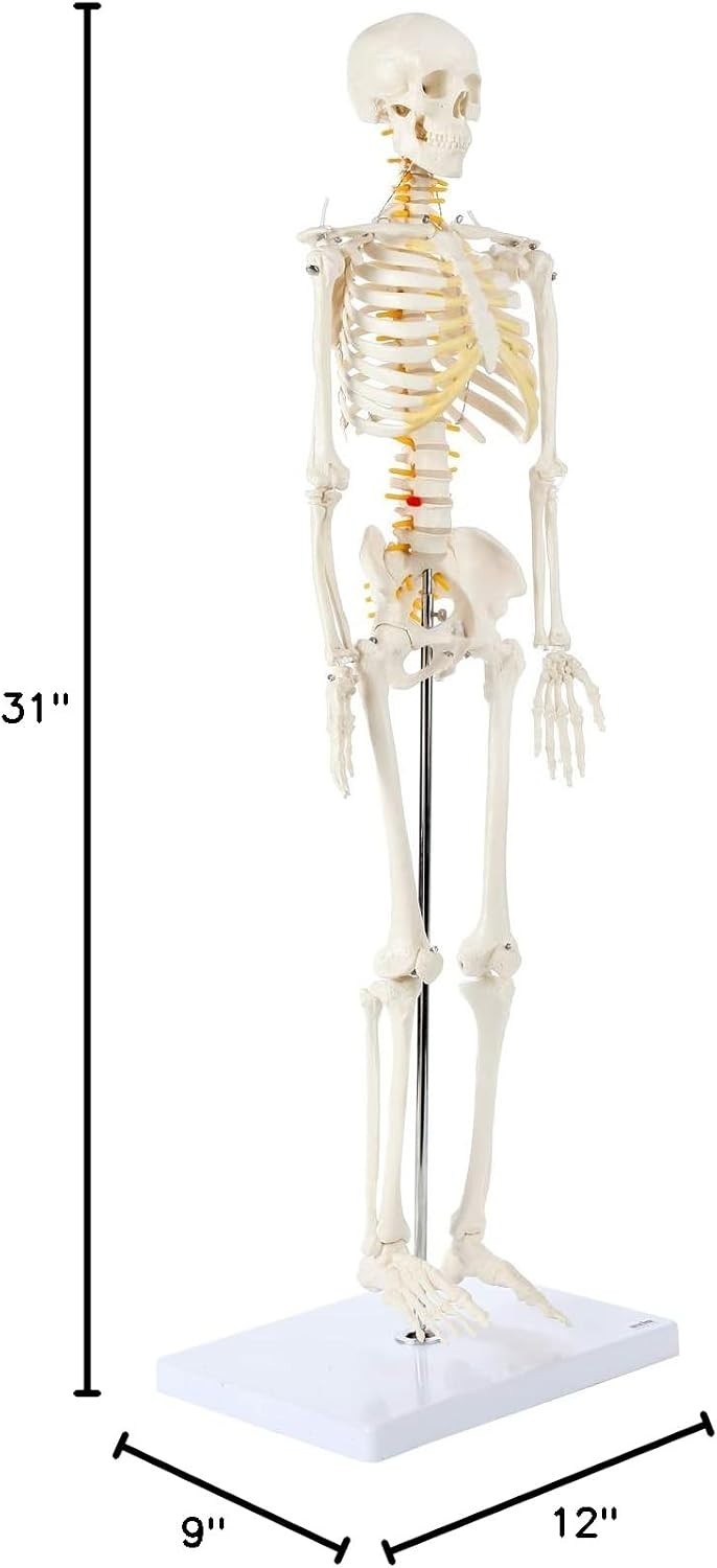 Miniature Human Skeleton Model with Metal Stand 31 Inch Removable Limbs Study
