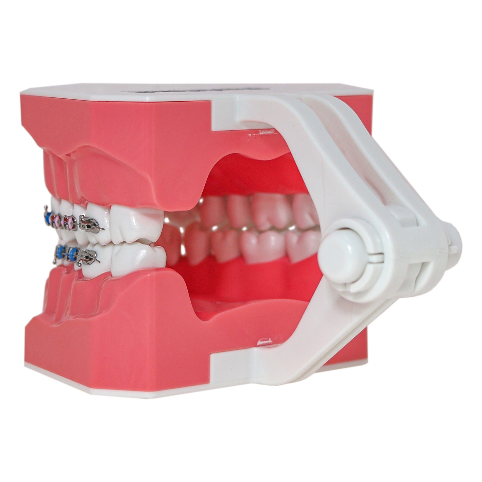 US Dental 1:1 TypodontTeeth Model Orthodontic with Metal Brackets Brace M7010-2