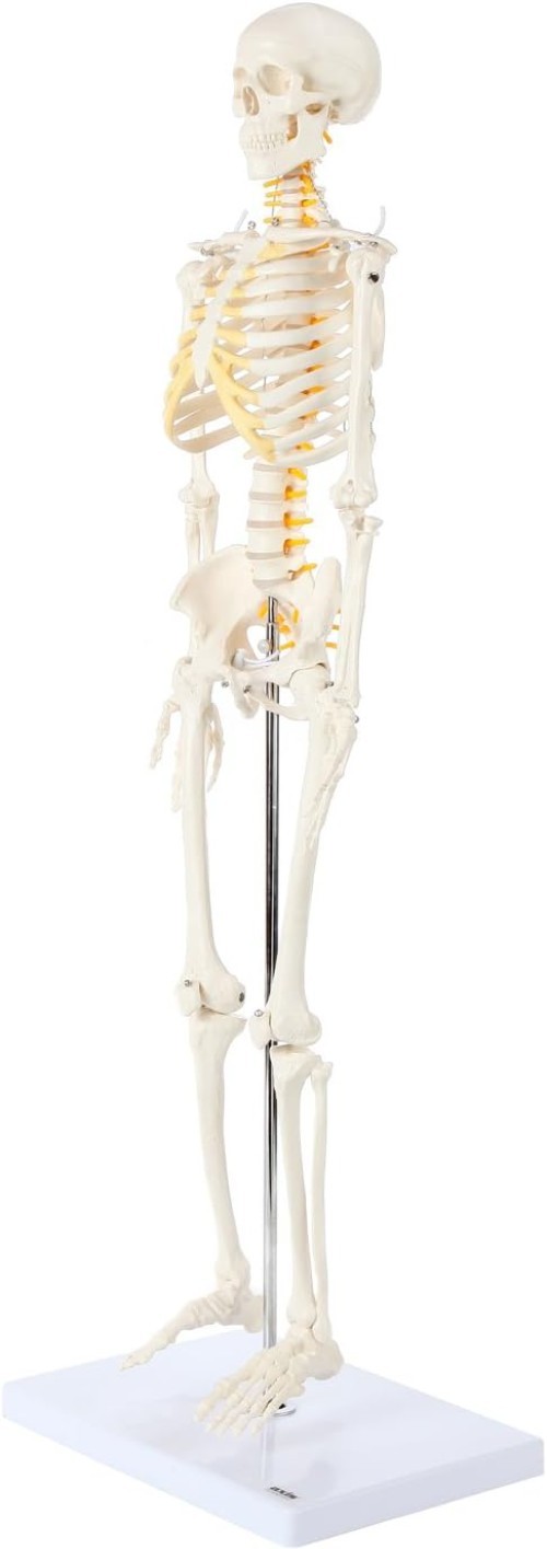 Miniature Human Skeleton Model with Metal Stand 31 Inch Removable Limbs Study