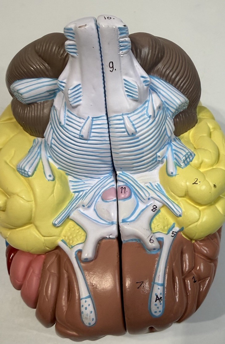 Human Brain Anatomical Model Life-Size, Color-Coded Partitioned Brain