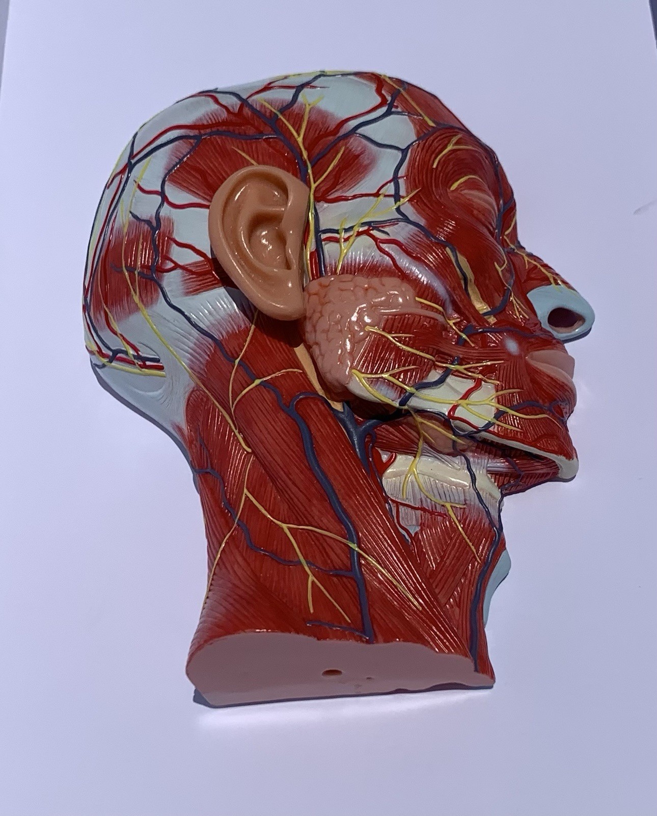 Human Half Head Anatomy Model Life Size Neurovascular Medical Teaching Aid