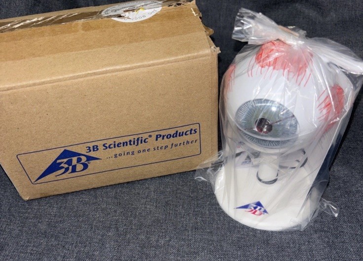 F15 Eye 3 times full-size 6-part – 3B Smart Anatomy, Brand New!