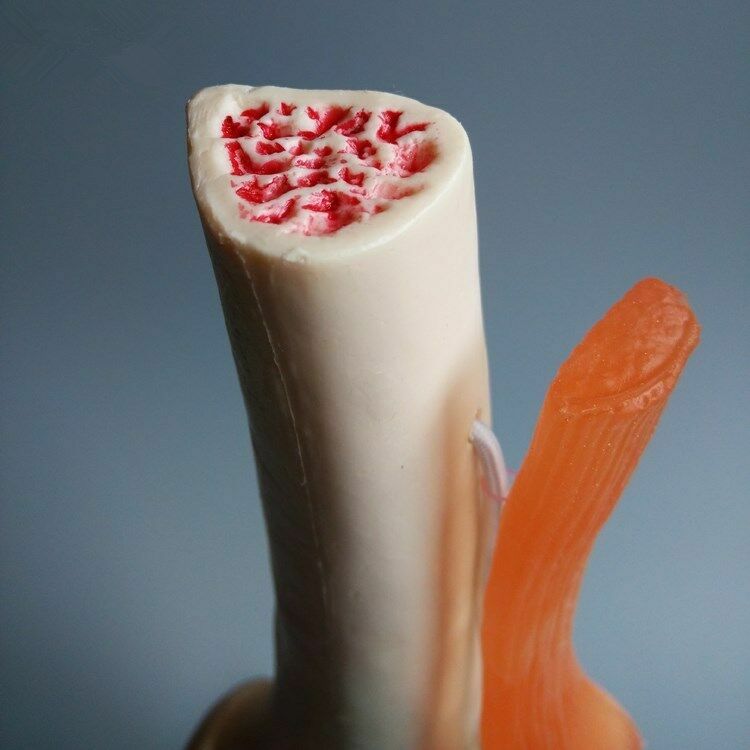 Human Life-Size Knee Joint Anatomical Model With Ligament Medical Anatomy Model