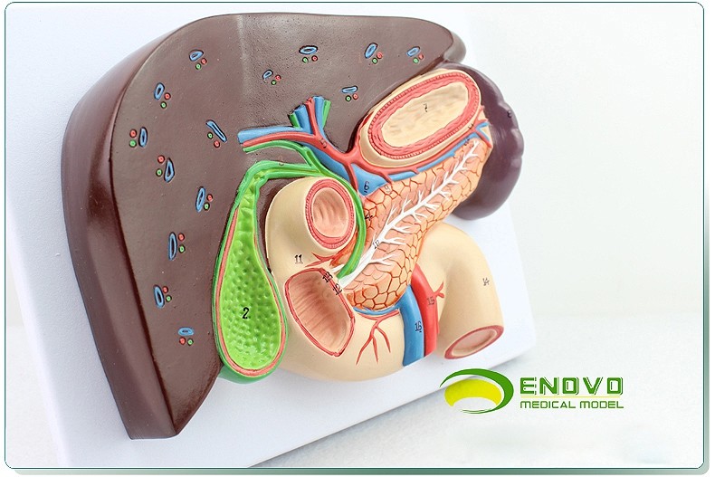 1:1 life size Human Digestive System Model Medical Science Stomach Anatomy