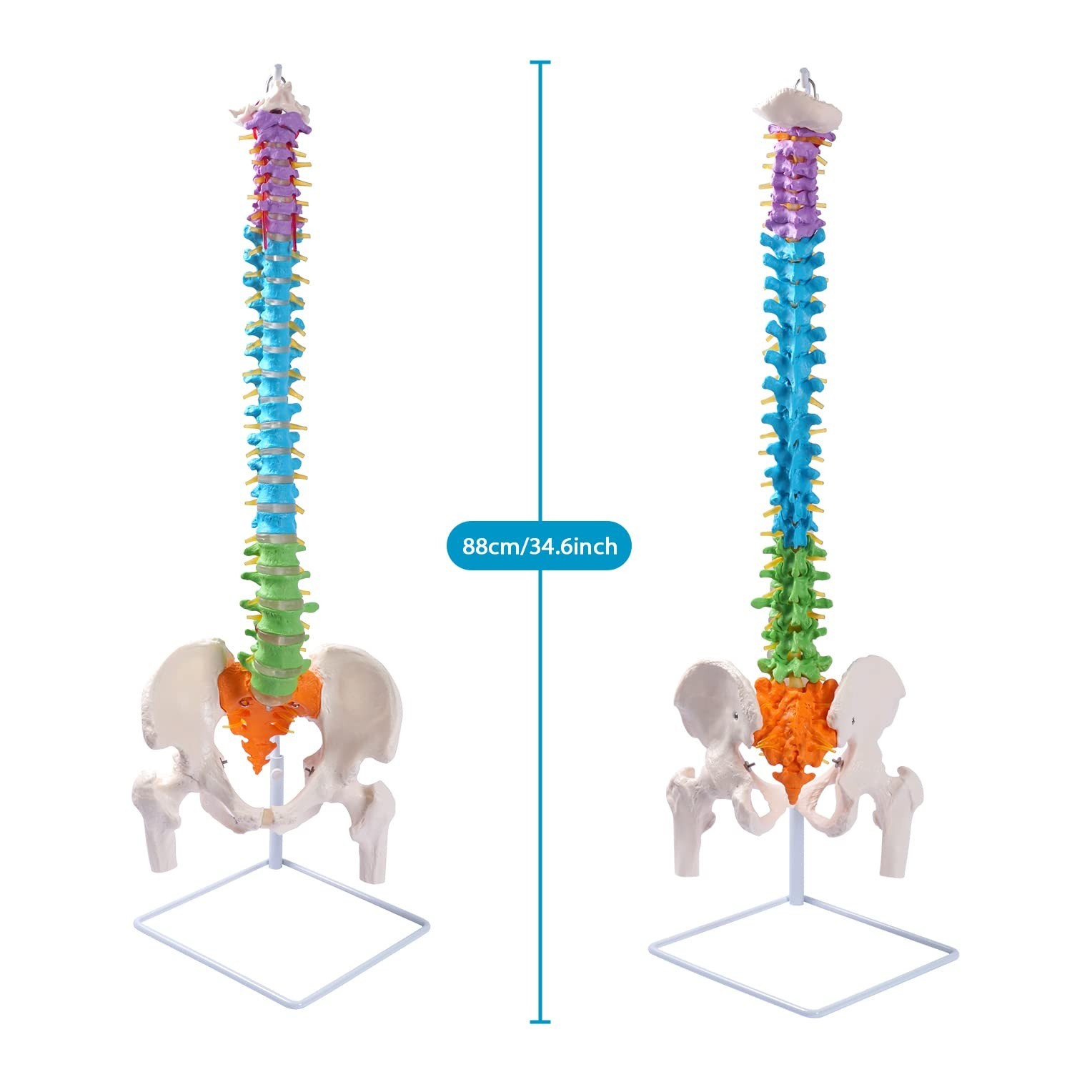 Flexible Spine Model, 34.6” Life Size Human Spinal Cord Anatomical Model wit…