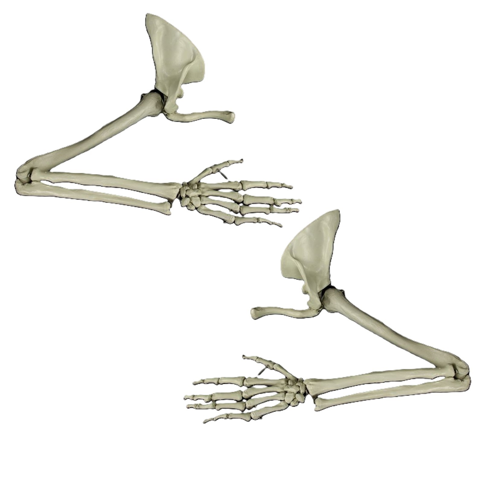 New Life Size Pair BUCKY SKELETON ARMS Set-2nd Class Resin Anatomical Upper Limb