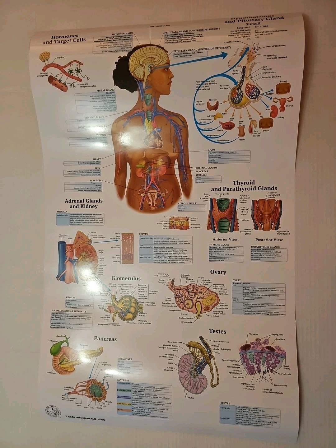 The Endocrine System 2 Sided Medical Poster 29.5″ x 17.5″ In. The Art Of Science