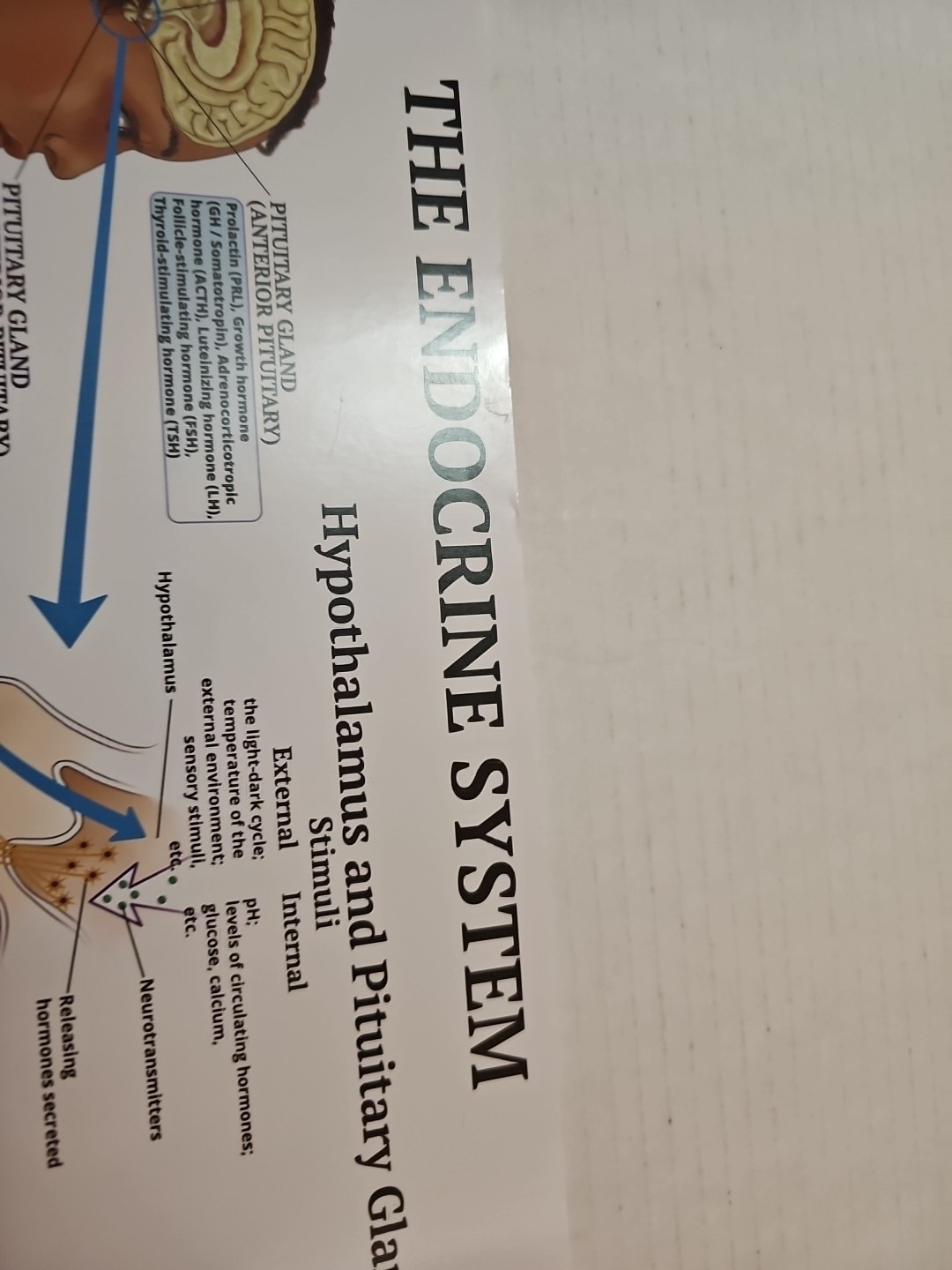The Endocrine System 2 Sided Medical Poster 29.5″ x 17.5″ In. The Art Of Science