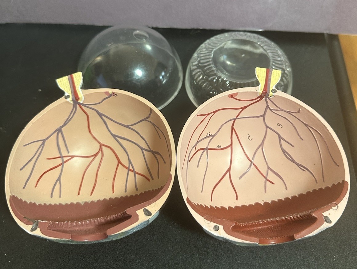 Vintage Scientific Human Eye Anatomical Model Human Eye Model