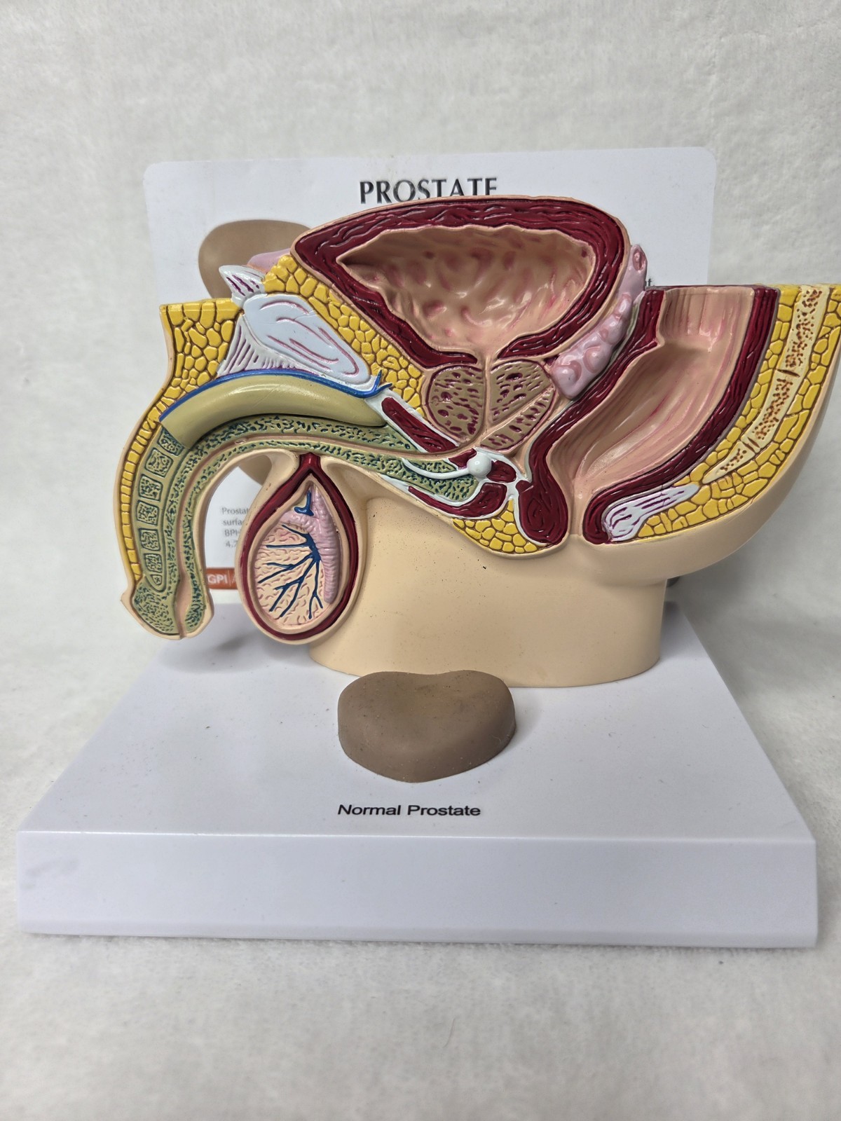 Male Pelvis 3D Display Model 1999
