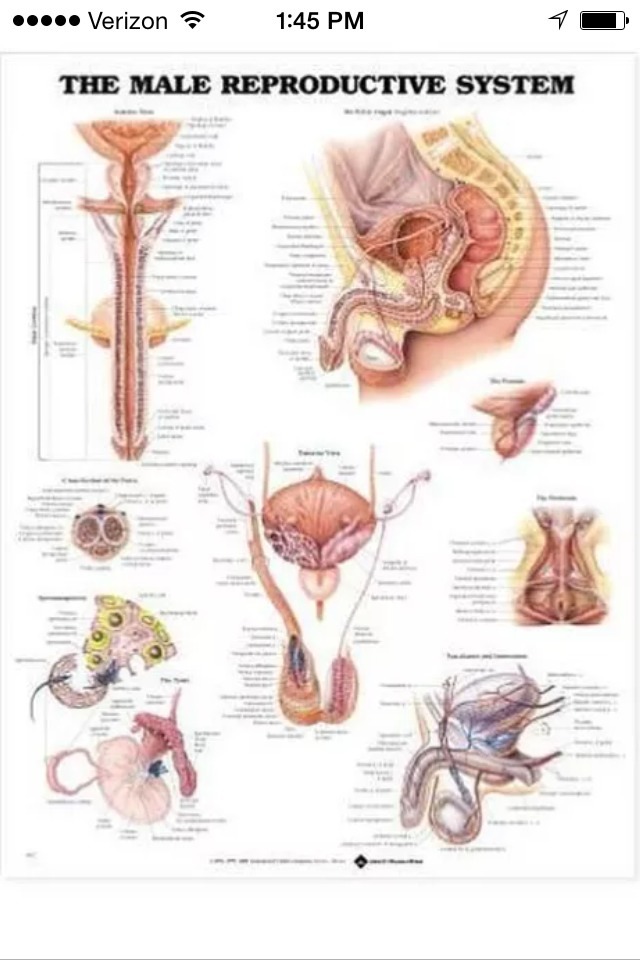 Male Reproductive Wall Chart / Poster (…with Brass Grommets for Hanging)
