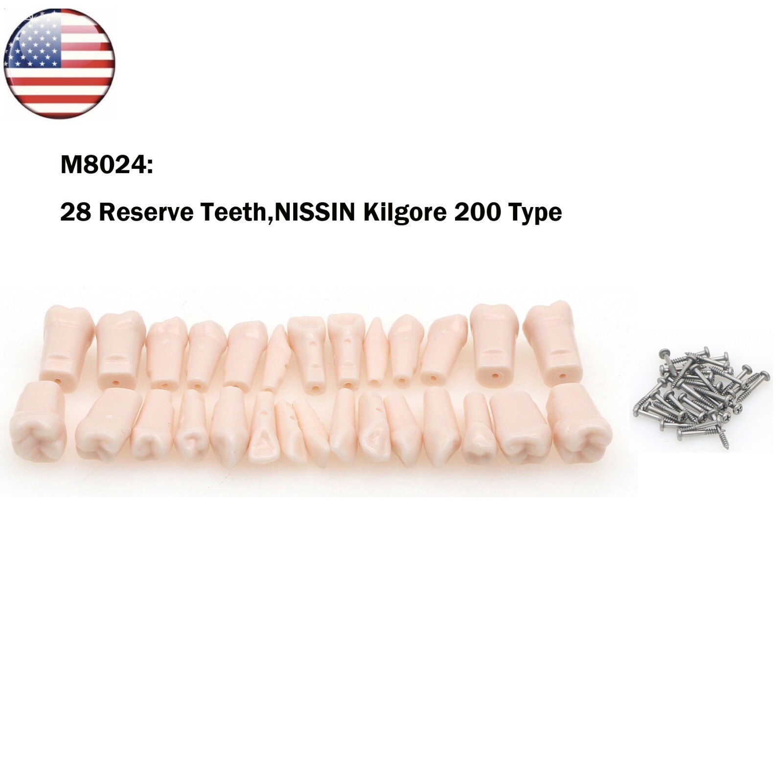 Fits for Kilgore NISSIN 200/500 Type Dental Typodont Model With Removable Teeth