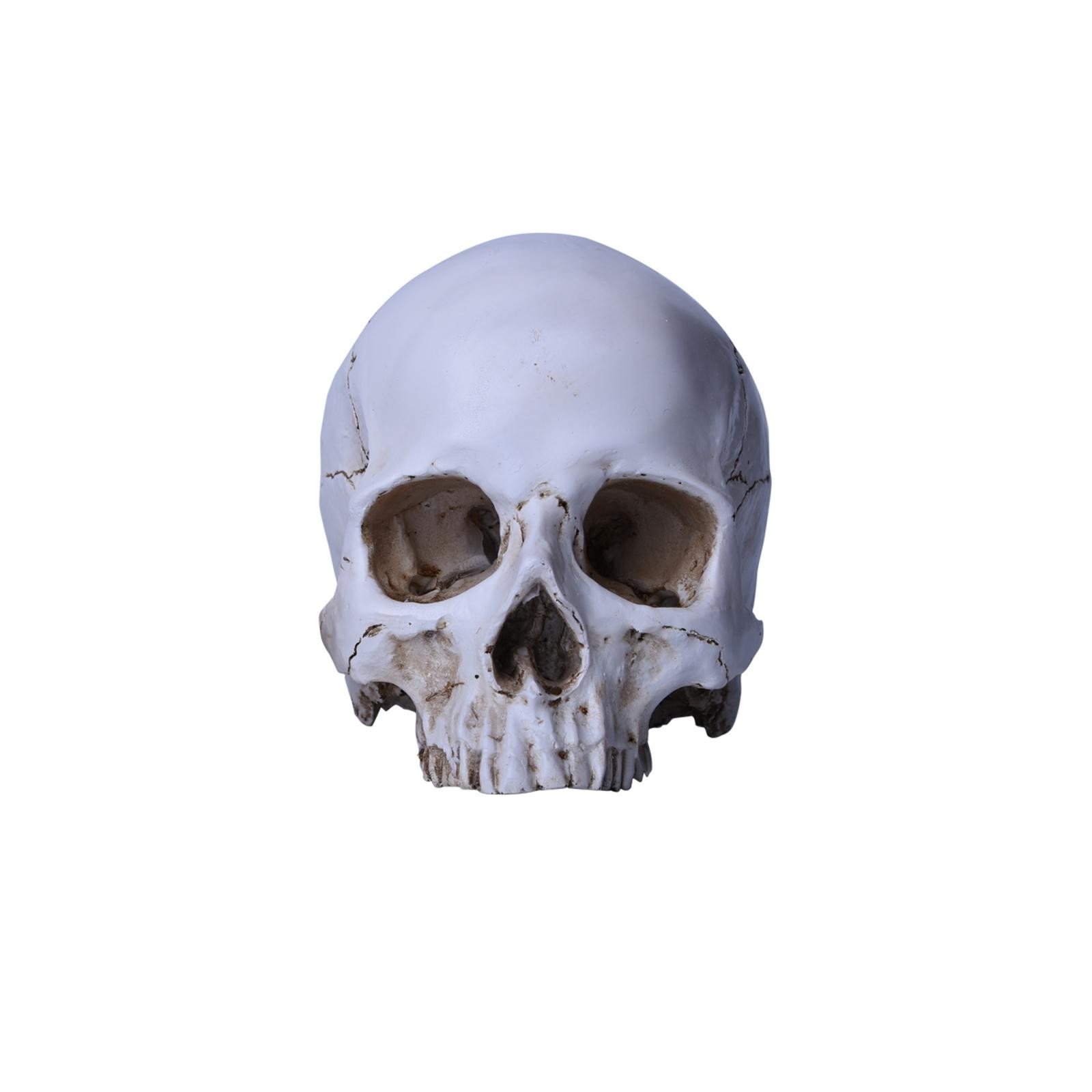 1:1 Resin Replica Life Human Anatomy Skull Collectable Bar Decoration Teaching