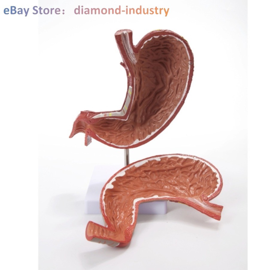 A 1.5x Size Human Digestive System Model Medical Science Stomach Anatomy
