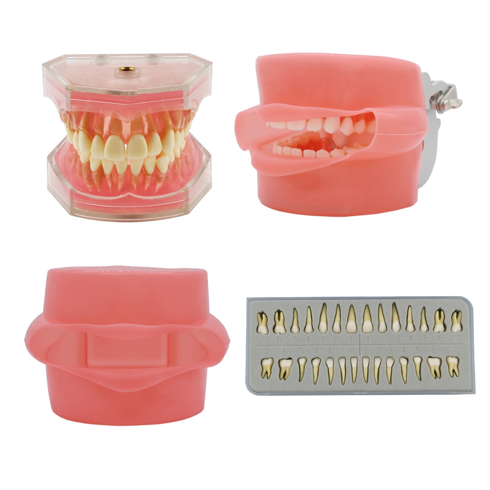 Dental Typodont Teeth Model Ortho Implant Pathological Perio Practice Demo Model