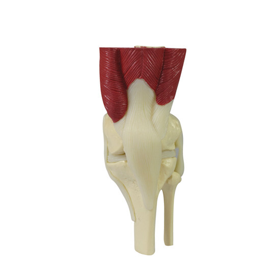 Mini Muscled Joint Set GPI Anat Models LFA #1900. Make Us an Offer! SEE VIDEO