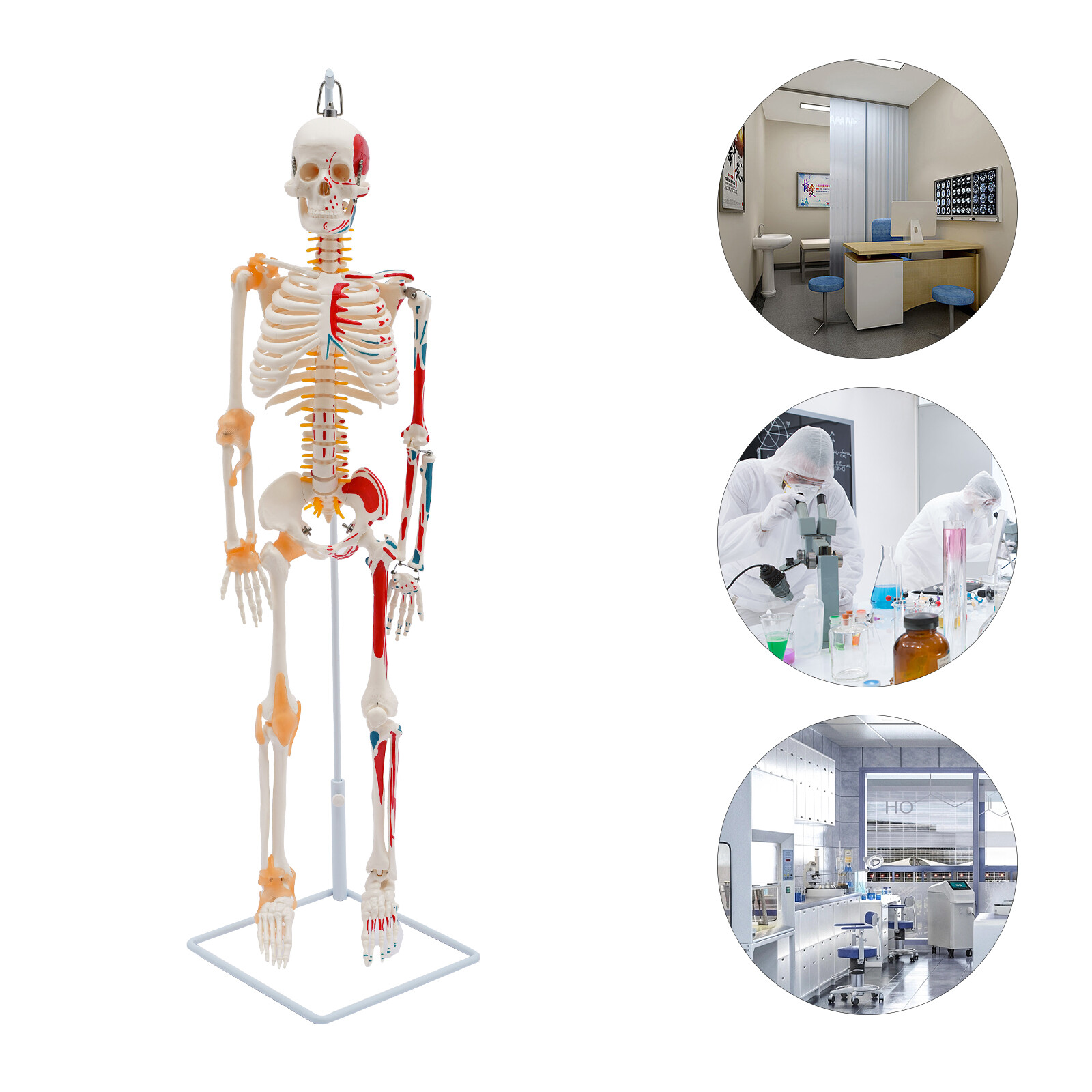 34″ Half Life Size Human Skeleton Model For Doctors’ Office or Anatomy Classroom