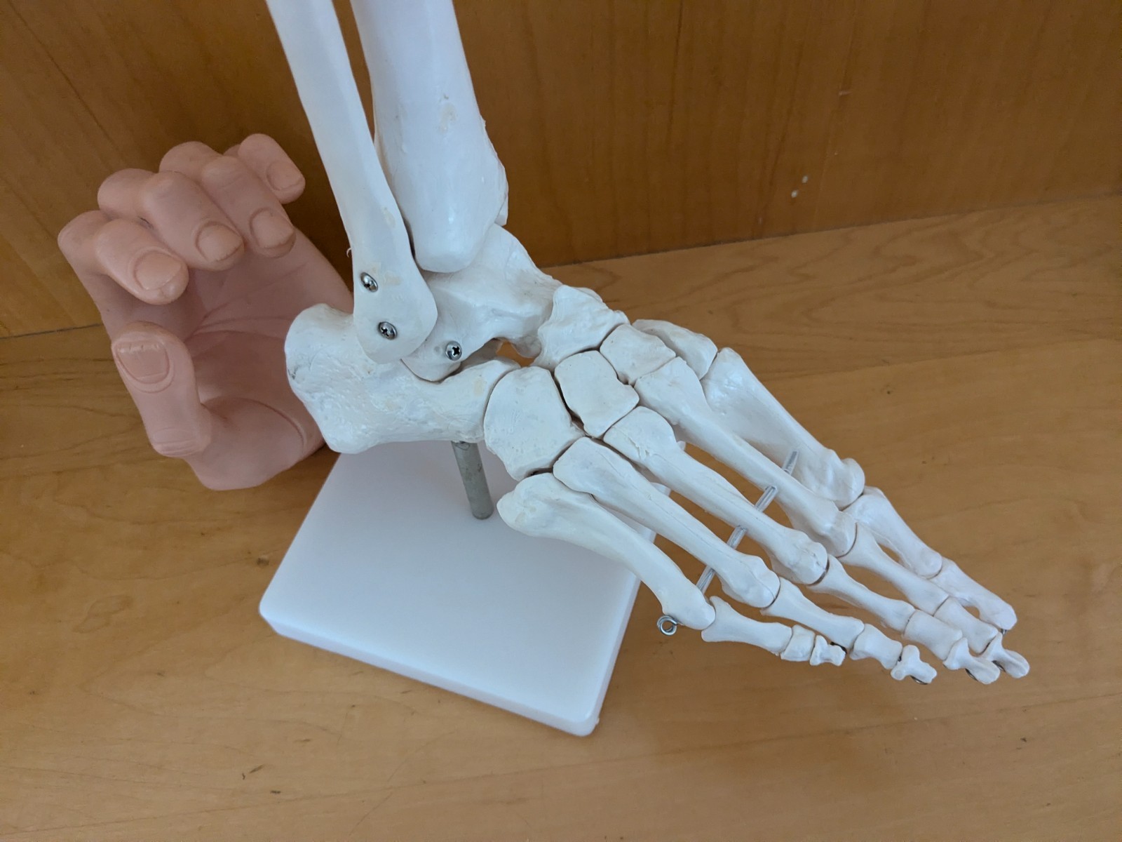 Bones Of The Foot Anatomical Model On Stand Excellent Great For Halloween EUC