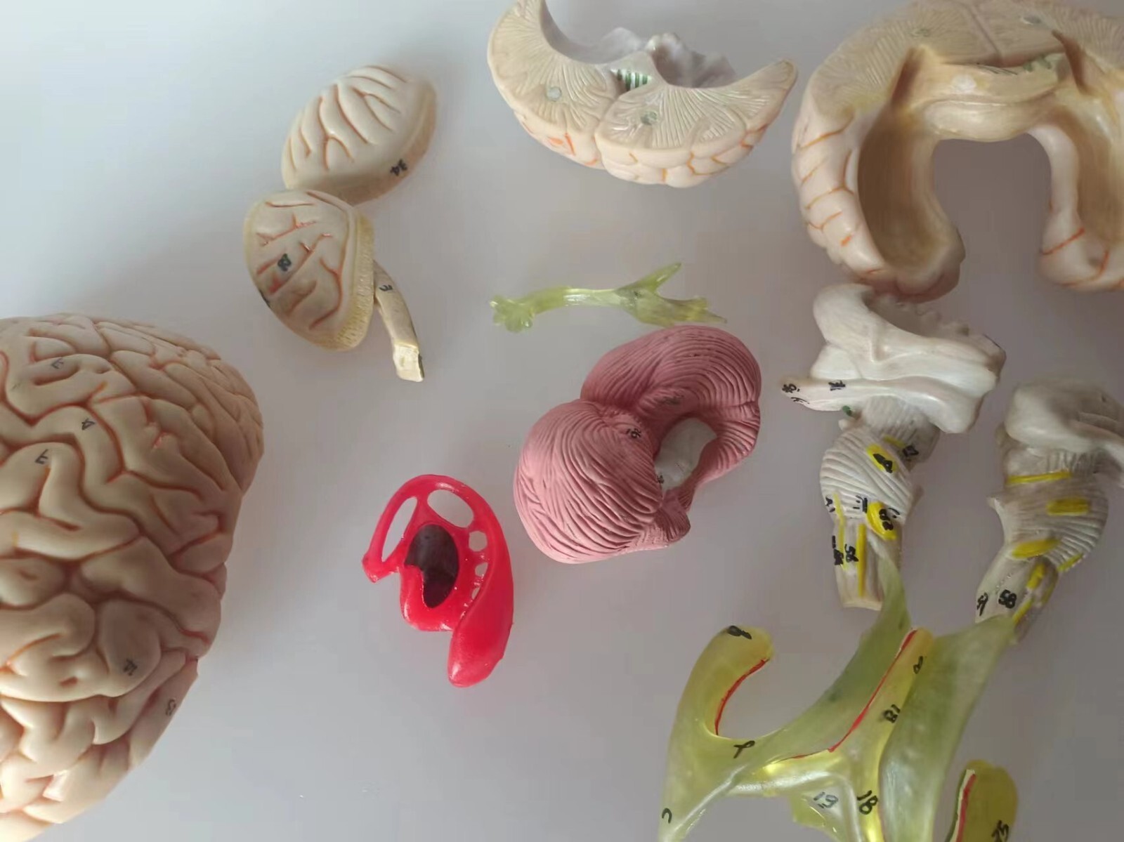 1:1 Size Human 15 Parts Brain Model Medical Anatomy With 58 Digital Indication