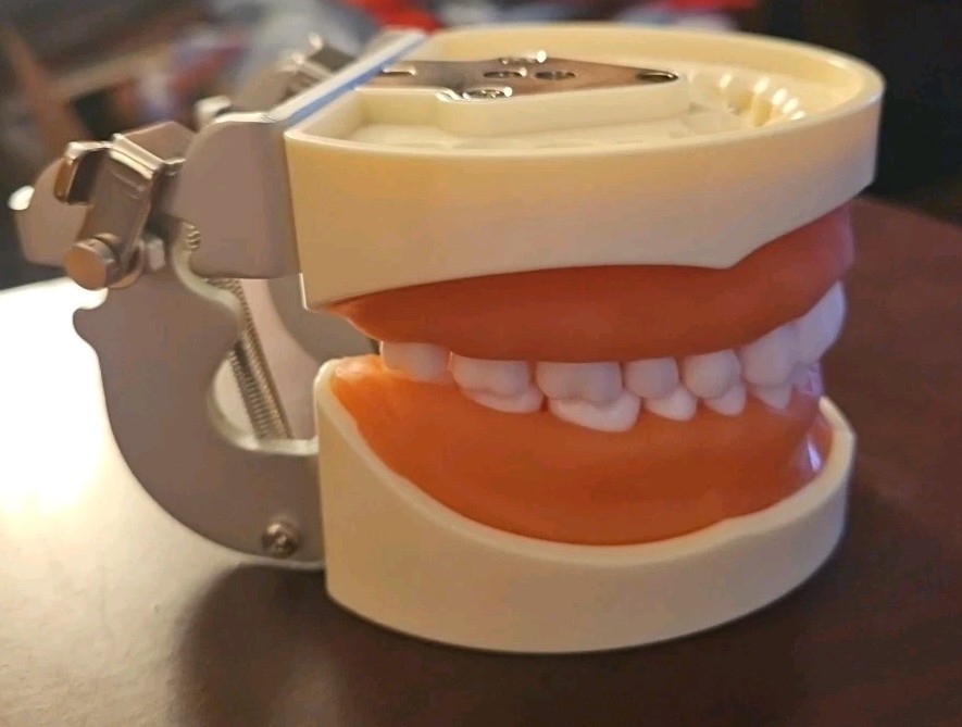 Dental Typodont Teeth Model Practice with Removable Teeth Unbranded