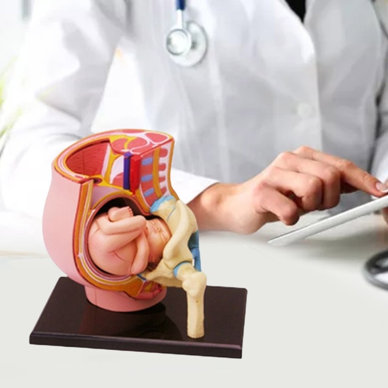 Human Pregnant Pelvis Section Model with Pregnancy 9 Months Baby Fetus Model