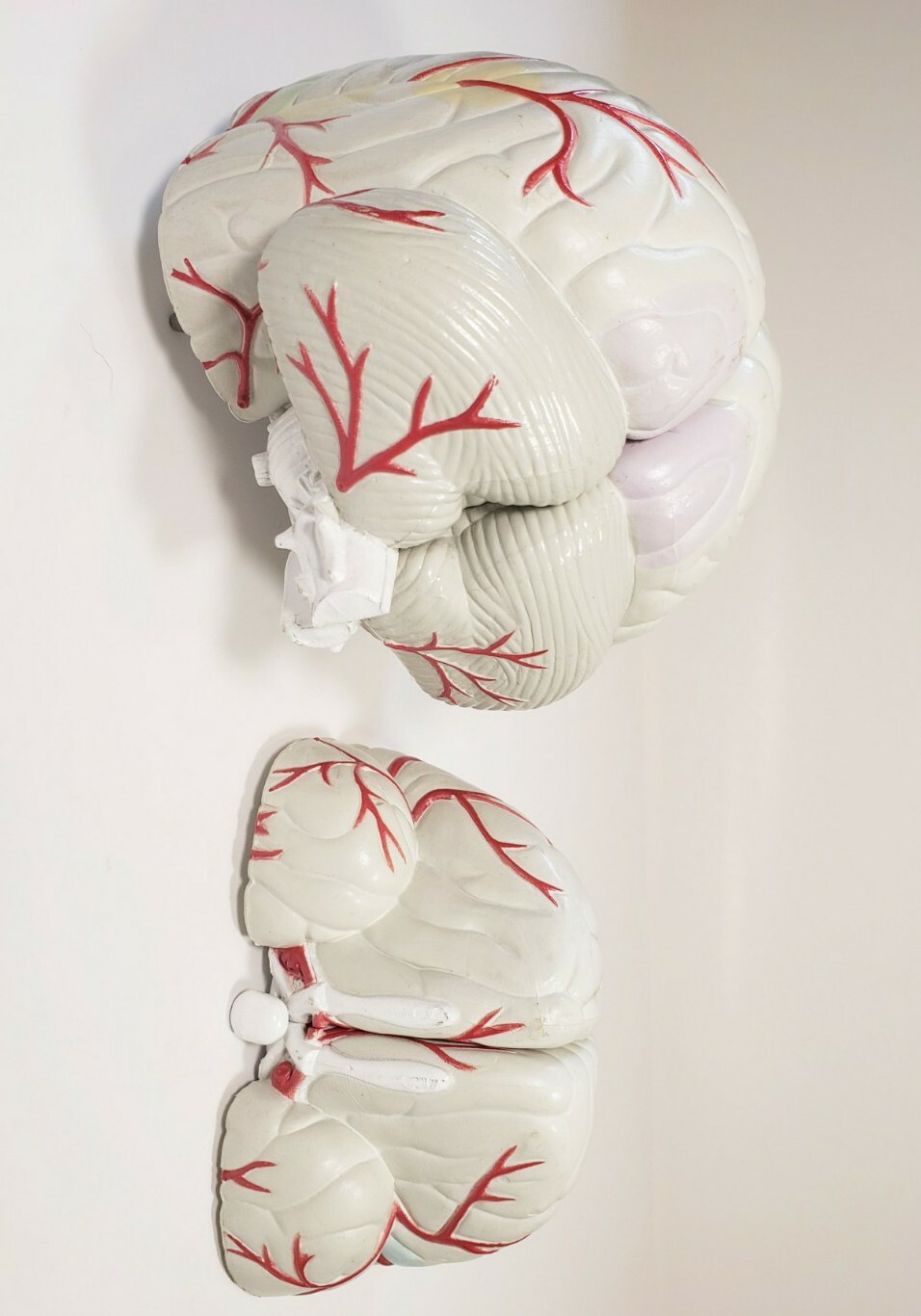 Human Brain Anatomical Teaching Model Life Size Medical Science Cross 4 Sections