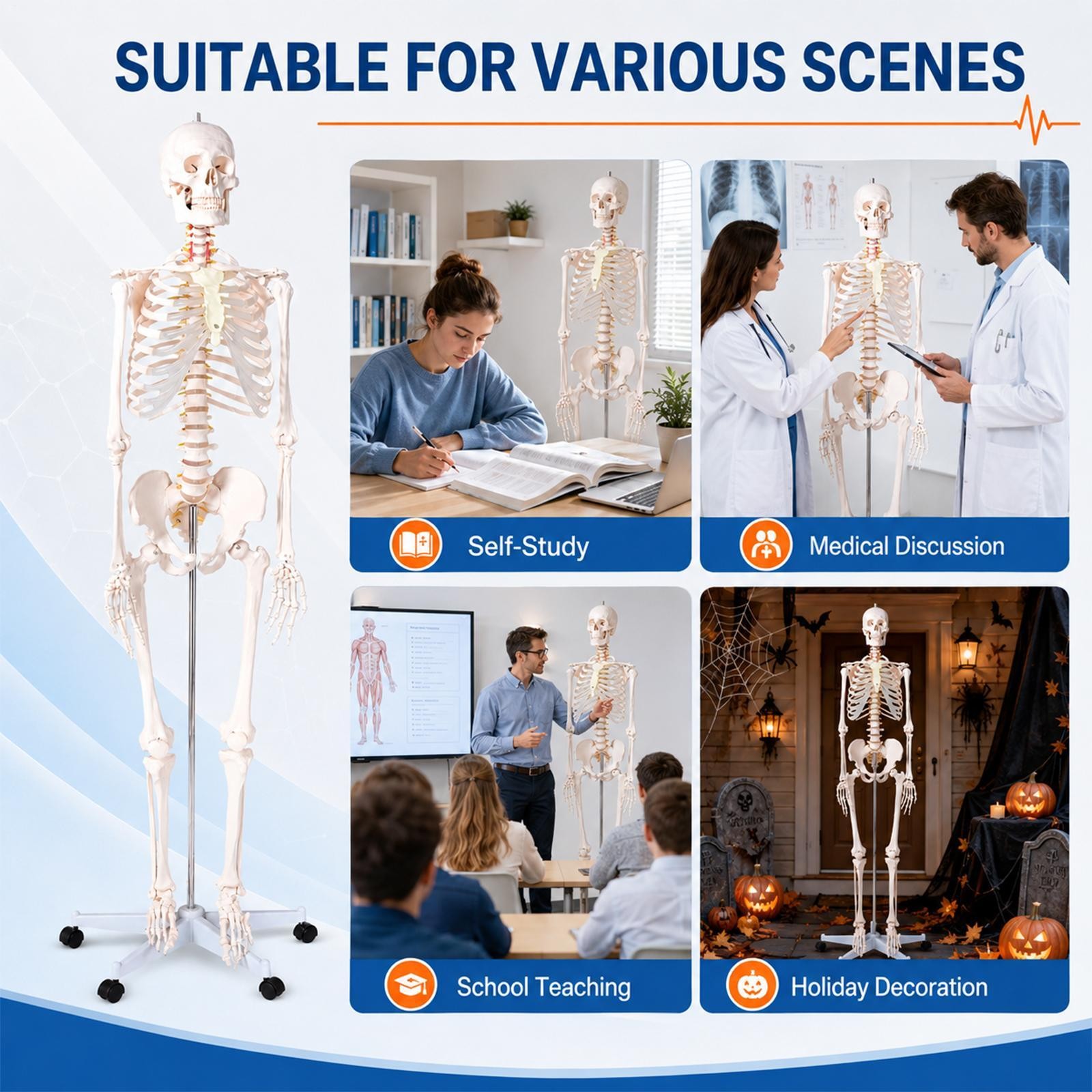 70″ Life-size Skeleton Model Human Anatomy Medical Students W/Rolling Stand