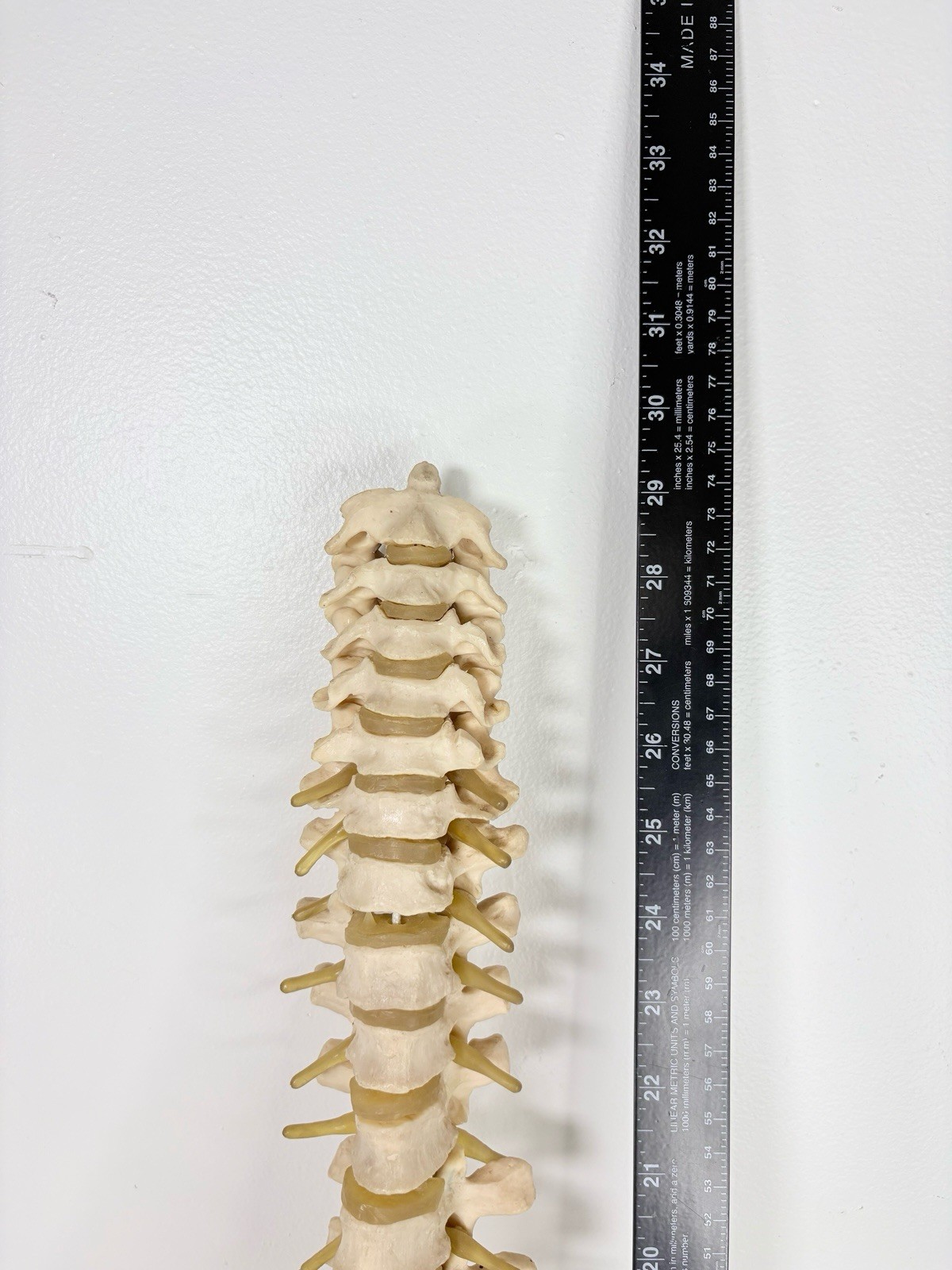 Vertebrae Human Spine and Pelvis Anatomical Model Science Medical