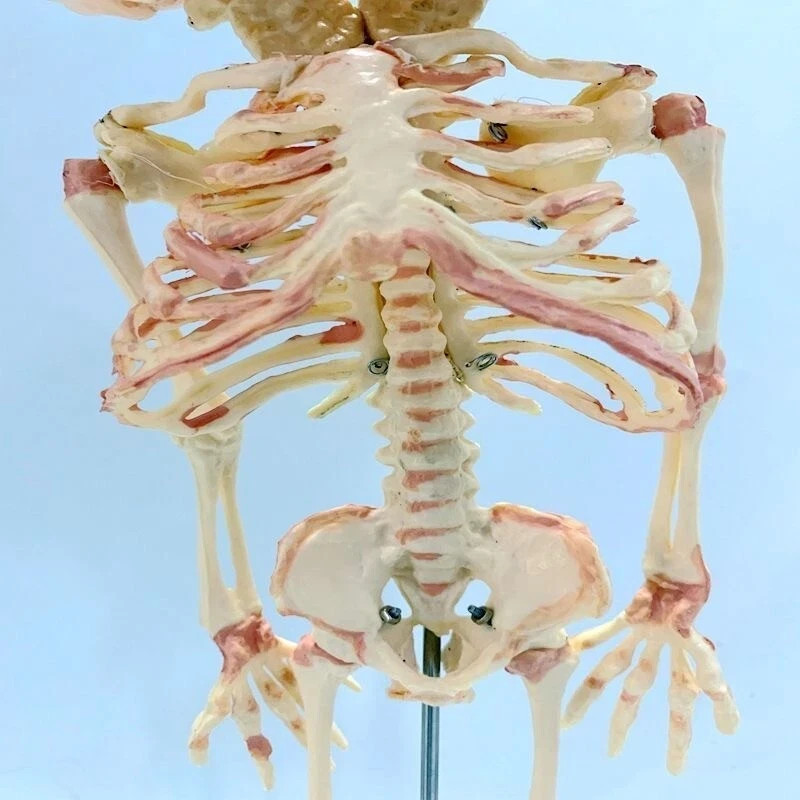 14″ Two-headed Baby Skeleton Model Fetal Model Teaching Newborn Skull Display