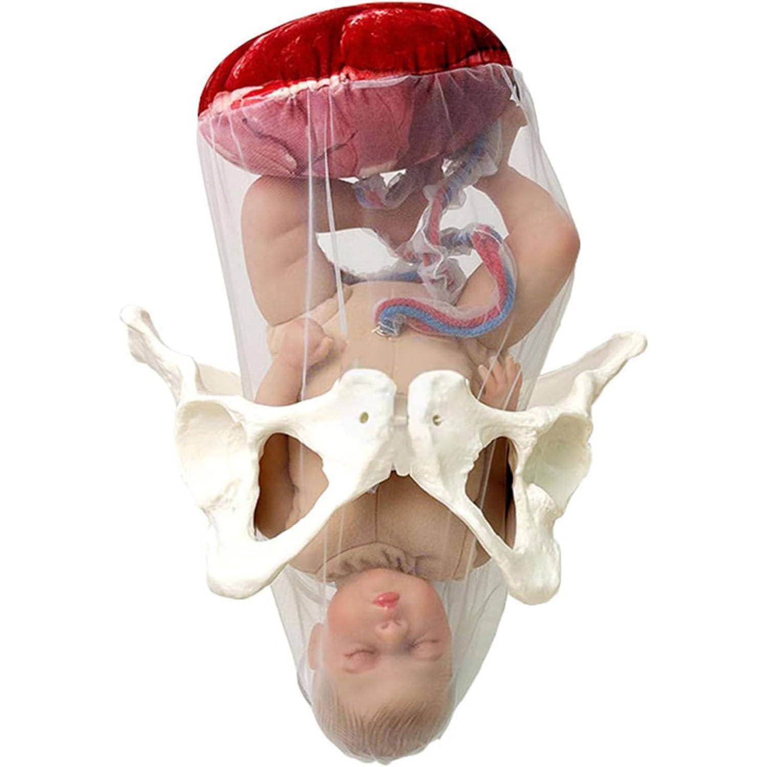 Female Childbirth Model Midwifery Training Pelvis Baby Birth Simulation Teaching