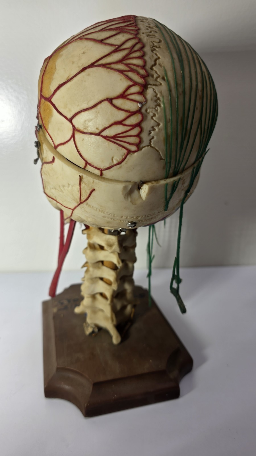 Antique Medical Plastic Lab Anatomical Science Human Skull Model Spring Mandible