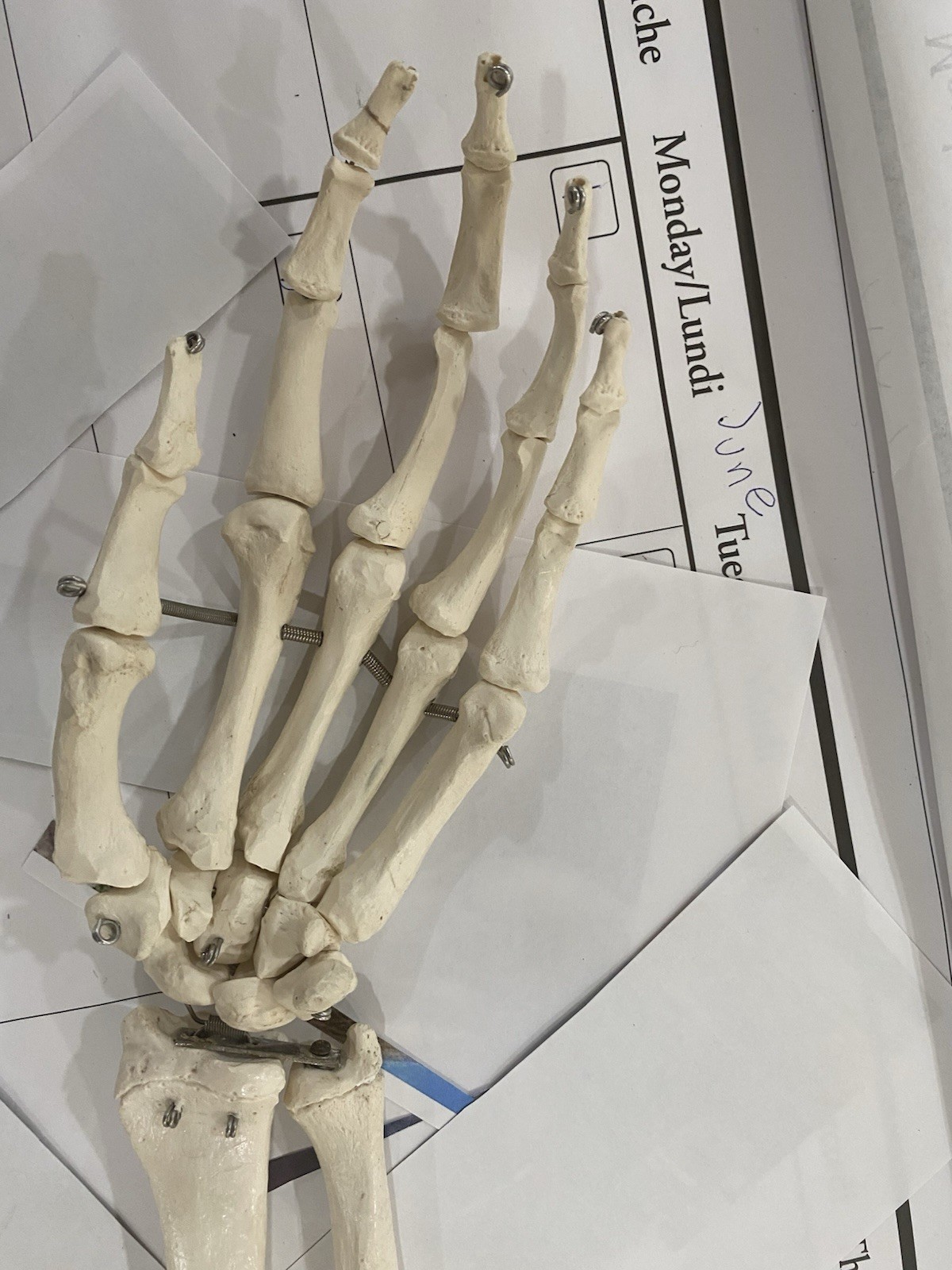 Human Arm Anatomical Skeleton Model with Elbow, and Hand Bones, Ulna, Radius