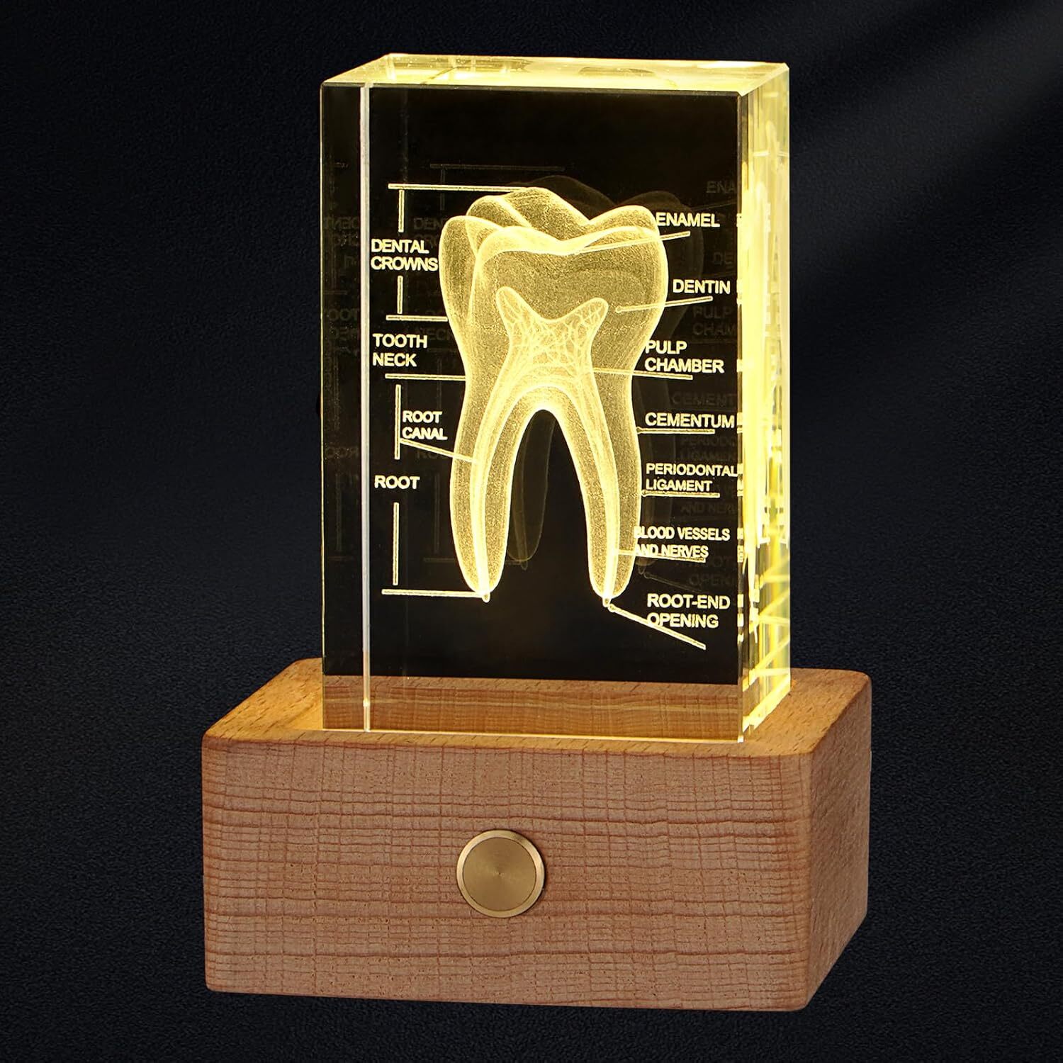 3D Human Crystal Tooth Model for Medical Dental Educational Science Office Decor