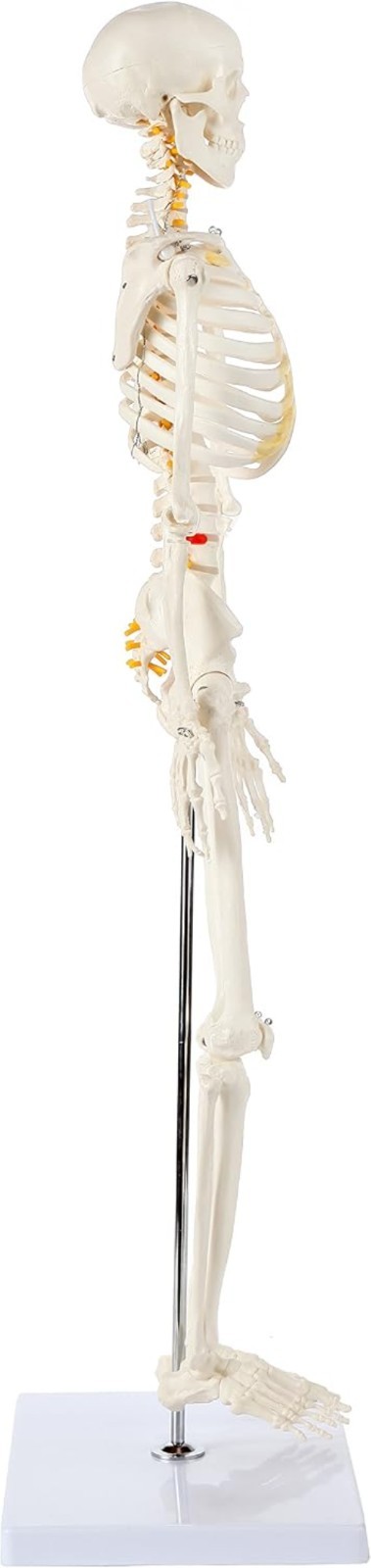 Miniature Human Skeleton Model with Metal Stand 31 Inch Removable Limbs Study