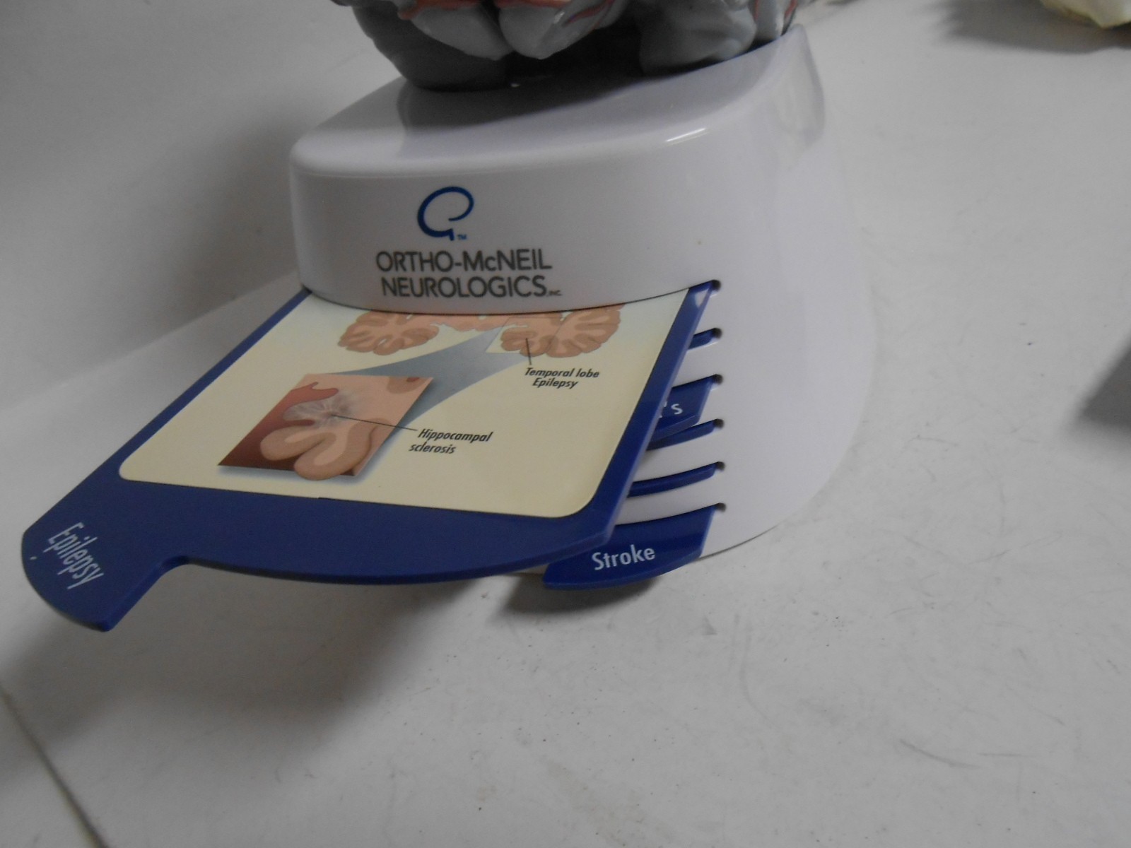 Human Brain Model Medical Doctor Office Display Teaching Education Study Science