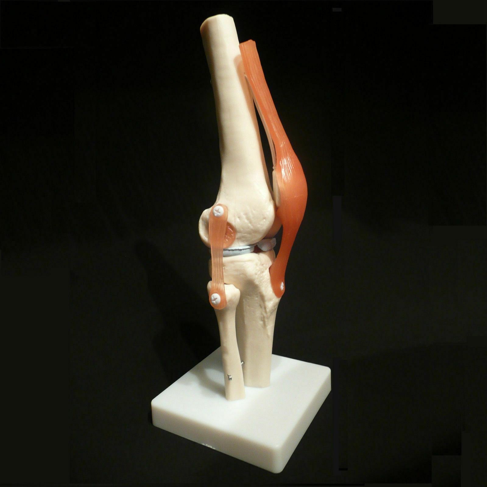 Human Life-Size Knee Joint Anatomical Model With Ligament Medical Anatomy Model