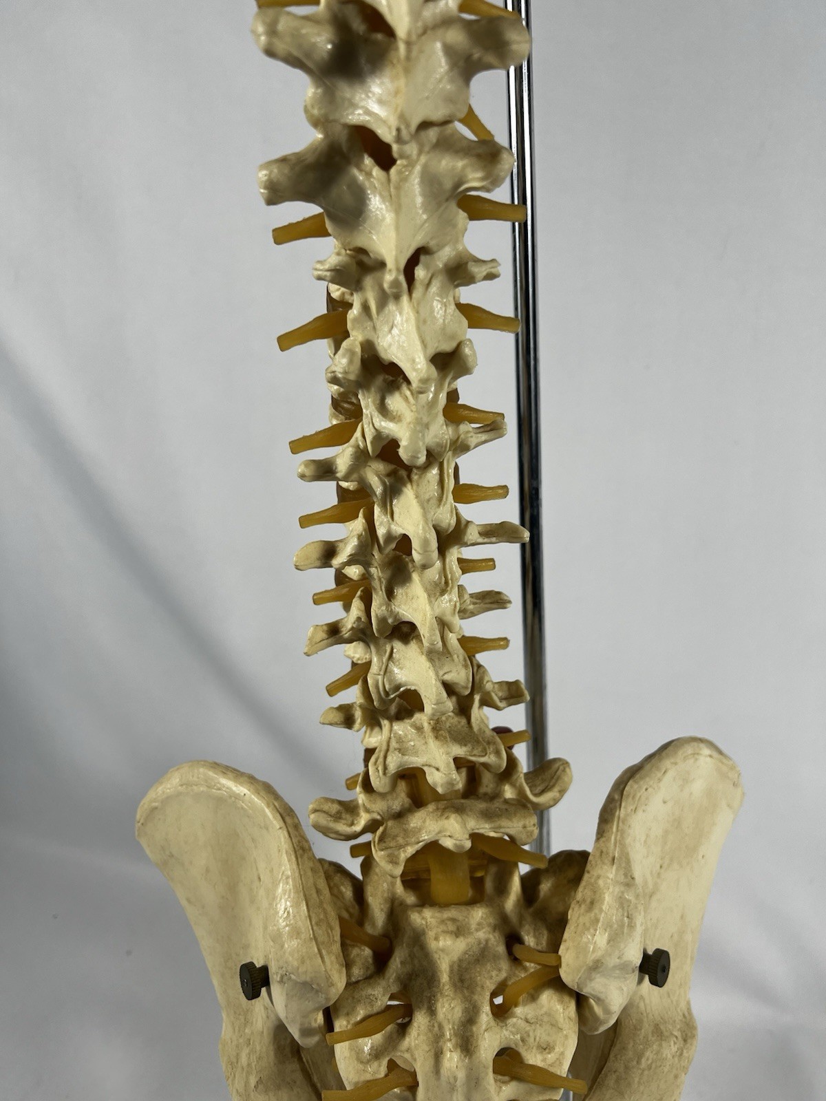 Vtg Anatomical Lifesize Spine Backbone Skeleton Chiropractor Halloween Creepy