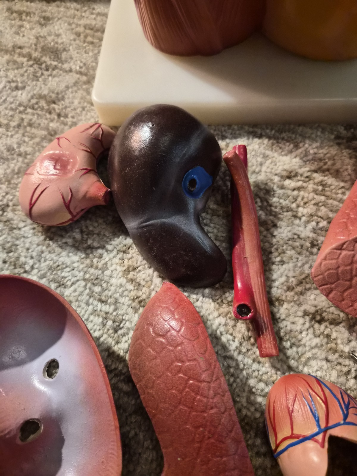 Human Anatomical Models Torso With Some Accesories