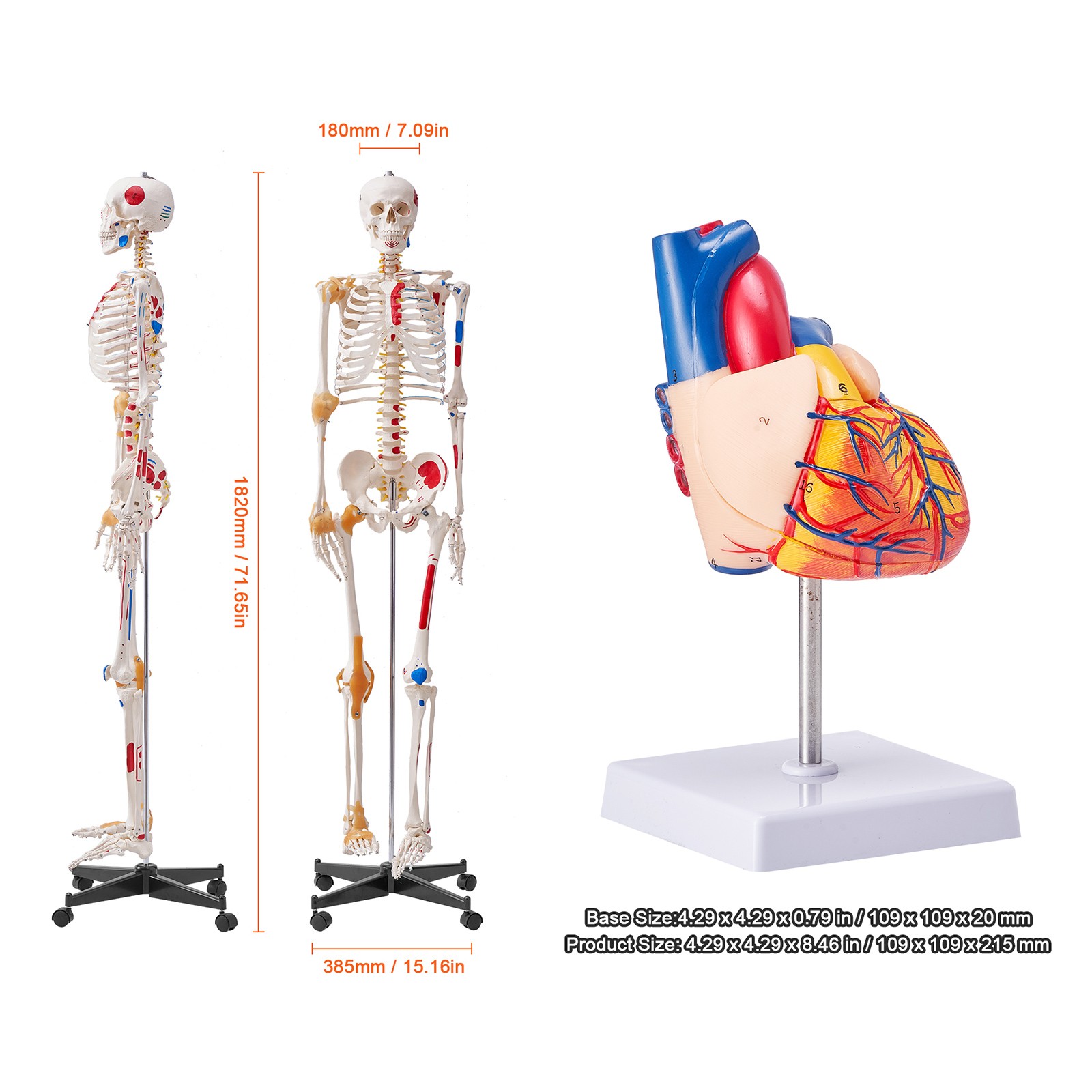 VEVOR Anatom Human Model Heart/Body Teaching Model 1:1 Life Size 2/15/3/9 Parts