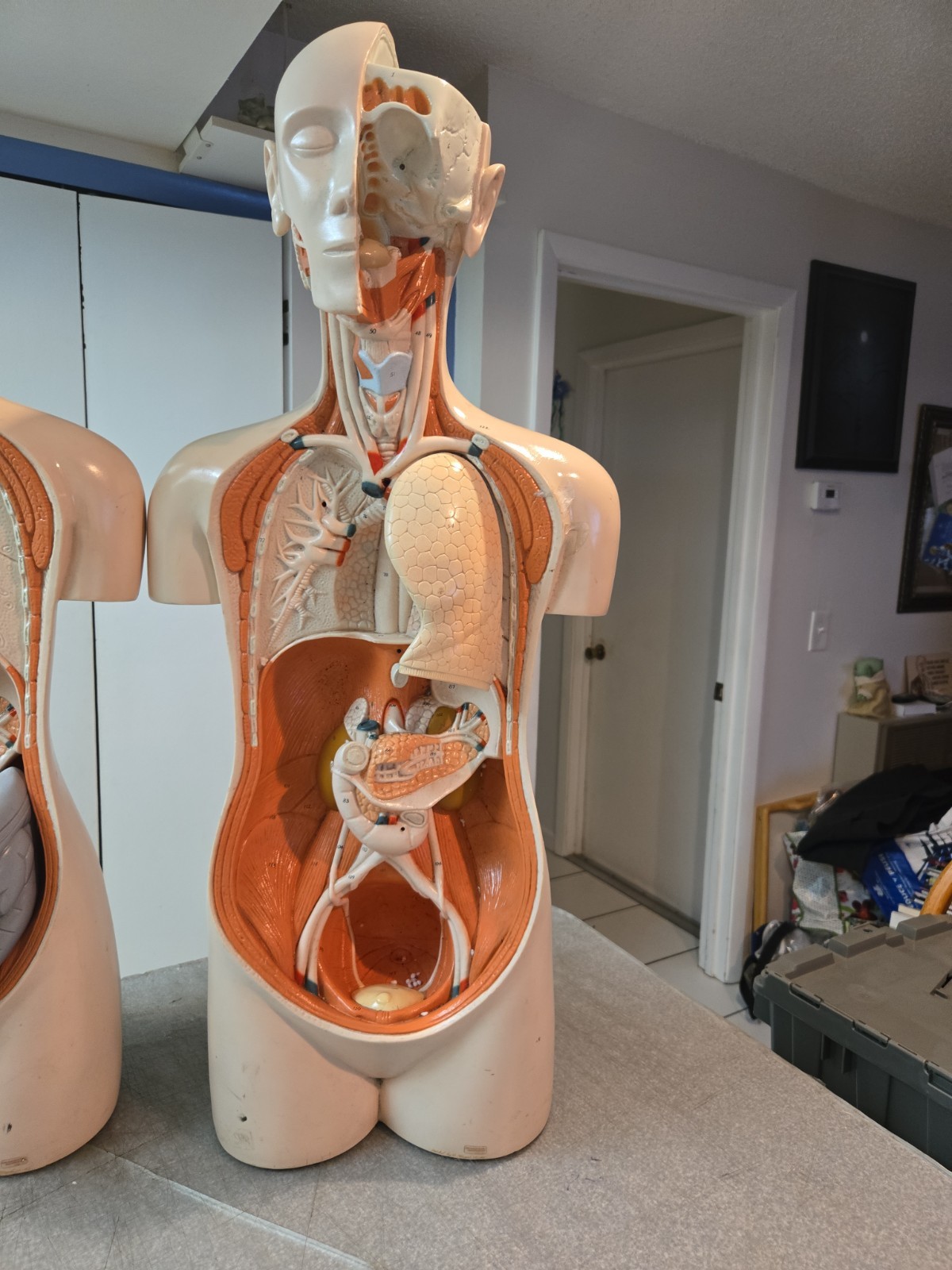 2 Qty Denoyer Geppert Anatomy Human Body Teaching Medical Torso Model. AS-IS