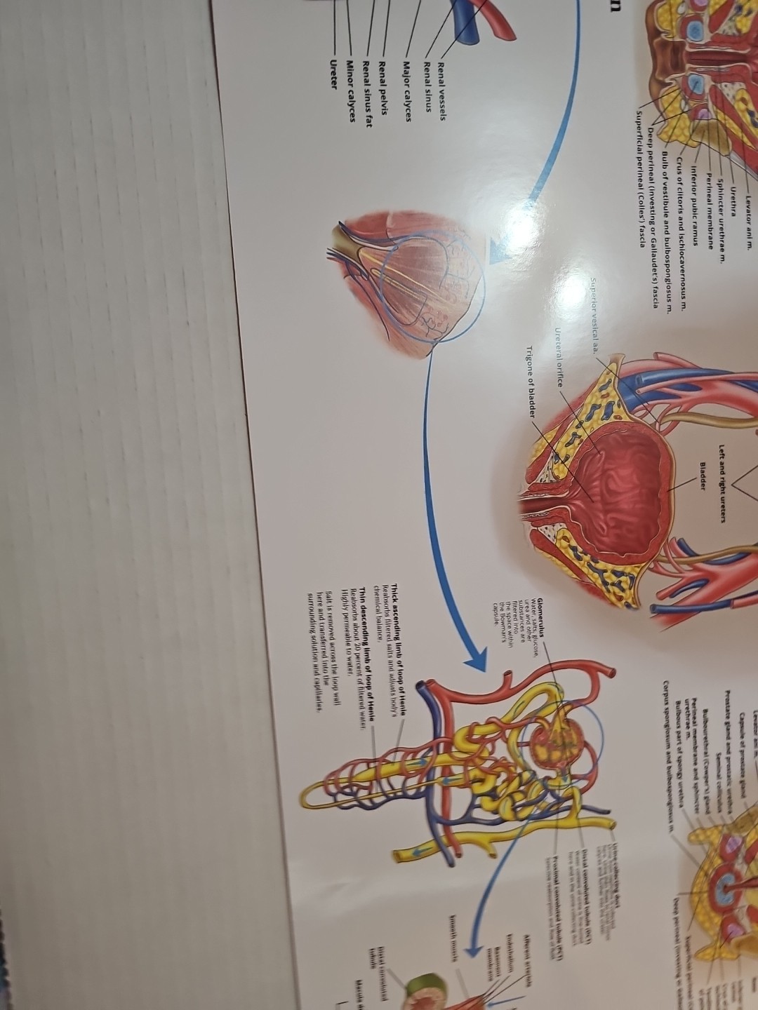 The Urinary System – 2 Sided MEDICAL Poster 29.5″ x 17.5″ In. Art Of Science Vtg