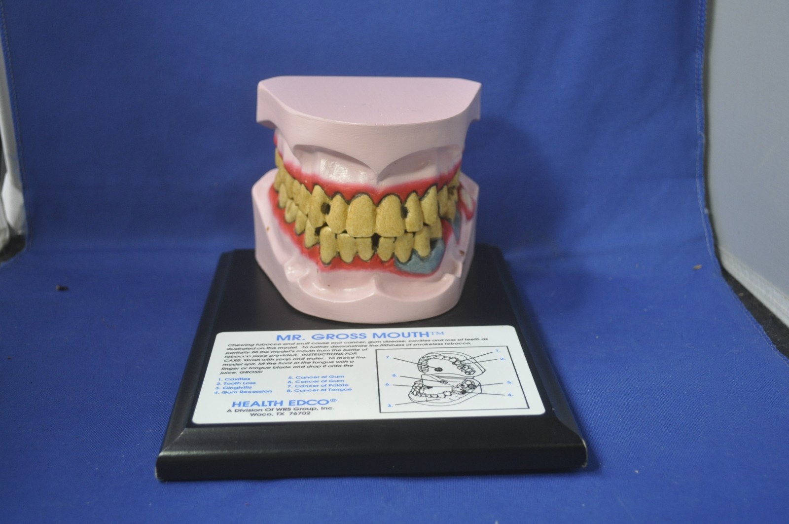 Health Edco Mr. Gross Mouth Dental Display With Case